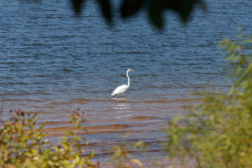 Looking thru the bushes at a white egret standing in the water.