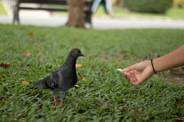Pigeons eat food from their hands.