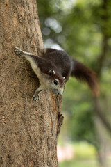 Brown squirrel on a tree in the park