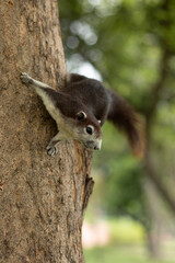 Brown squirrel on a tree in the park