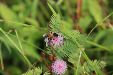 Giant Honey Bee on a flower