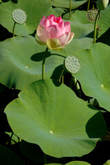 Lotus, Nelumbo nucifera