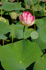 Lotus, Nelumbo nucifera