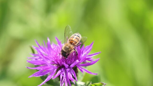 Busy Bee collecting Pollen of Purple Flower P