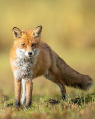 Naklejka na ściany i meble Fox Vulpes vulpes in autumn scenery, Poland Europe, animal walking among winter meadow in orange background