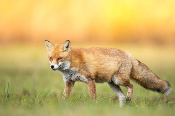 Fox Vulpes vulpes in autumn scenery, Poland Europe, animal walking among winter meadow in orange background