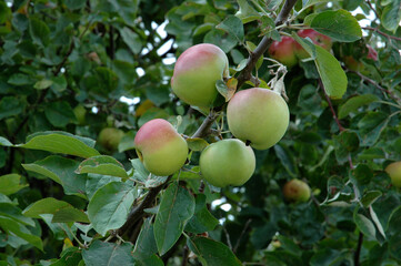 Pommier, Pomme, Malus communis, Variété Belle de Boskoop