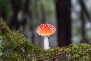 デカくなれそう。。。