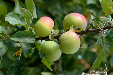 Pommier, Pomme, Malus communis, Variété Belle de Boskoop
