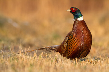 Common pheasant Phasianus colchius Ring-necked pheasant in natural habitat, autumn background, grassland	