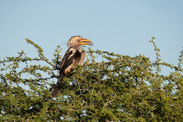 Calao leucomèle,.Tockus leucomelas, Southern Yellow billed Hornbill