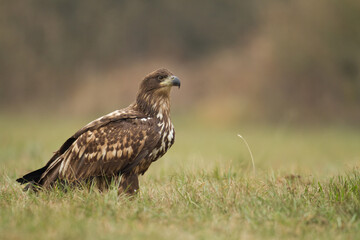 Majestic predator White-tailed eagle, Haliaeetus albicilla in Poland wild nature