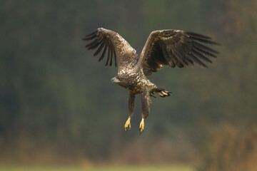 Majestic predator White-tailed eagle, Haliaeetus albicilla in Poland wild nature