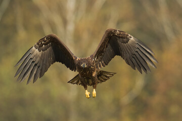 Majestic predator White-tailed eagle, Haliaeetus albicilla in Poland wild nature