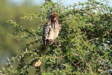 Calao leucomèle,.Tockus leucomelas, Southern Yellow billed Hornbill