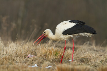 Bird White Stork Ciconia ciconia hunting time summer in Poland Europe
