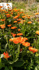 Campo de flores naranjas