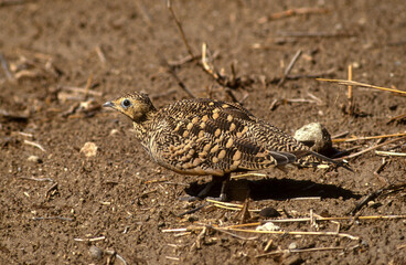 Ganga à ventre brun,.Pterocles exustus, Chestnut bellied Sandgrouse
