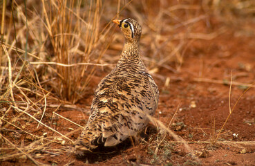 Ganga à face noire,.Pterocles decoratus , Black faced Sandgrouse