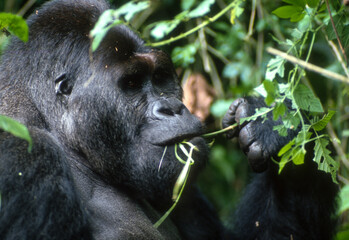 Gorille des montagnes, Gorilla beringei beringei, République démocratique du Congo
