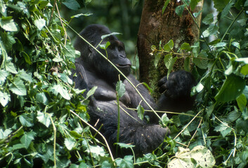 Gorille des montagnes, Gorilla beringei beringei, République démocratique du Congo