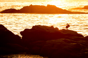 Un ave marina se acicala las plumas sobre una roca al amanecer