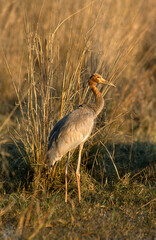 Grue antigone,.Antigone antigone, Sarus Crane, Parc national de Kealadeo, Bharatpur, Inde