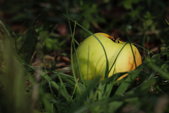 Una manzana yace en el suelo del campo