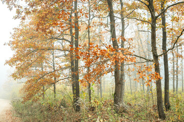Autumn landscape misty foggy day in Knyszyn Primeval Forest, Poland Europa, early morning, sunrise in oak misty forest