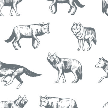 Vector  pattern with  wolf.