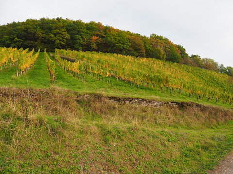 Herbst an der Mosel vom Aussichtspunkt Zummeth&ouml;he bei Leiwen und Trittenheim