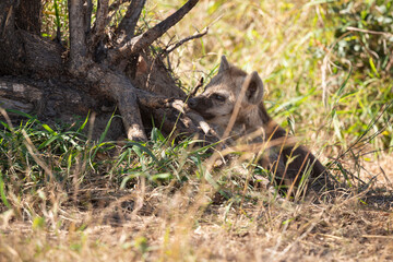 Hyène tachetée, jeune, Crocuta crocuta, Afrique du Sud