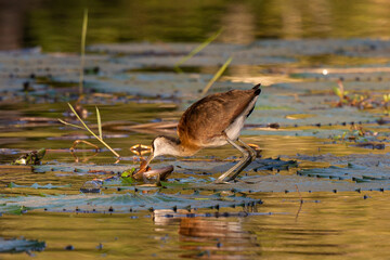 Jacana à poitrine dorée,.Actophilornis africanus, African Jacana, Parc national Kruger, Afrique du Sud