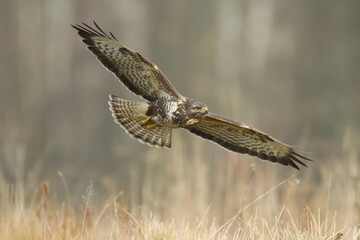 landing Common buzzard Buteo buteo in the fields in winter snow, buzzards in natural habitat, hawk bird on the ground, predatory bird close up winter bird