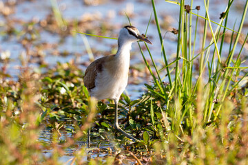 Jacana à poitrine dorée, immature,.Actophilornis africanus, African Jacana, Parc national Kruger, Afrique du Sud