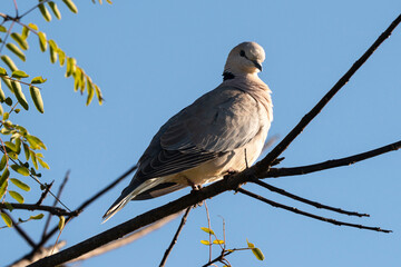 Tourterelle du Cap,. Streptopelia capicola, Ring necked Dove