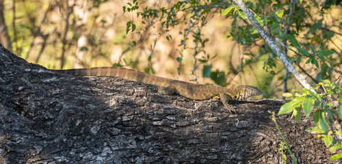 Varan du Nil, Varanus niloticus