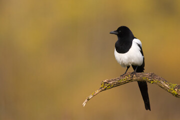 Bird - Common magpie Pica pica, very smart and clever bird with black and white plumage on blurred background