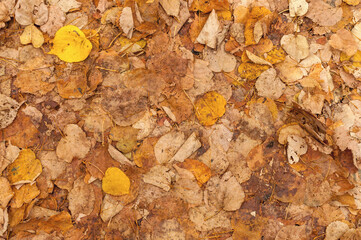 Tekstura, tło żółto brązowych jesiennych opadniętych liści, przygniecionych przez koła samochodu, 