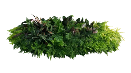 Foto op Plexiglas Green and variegated leaves of tropical foliage plant bush with various types of ferns, Calathea peacock, and Ti plant © Chansom Pantip