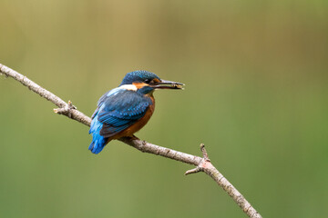 Kingfisher Alcedo atthis common kingfisher, bird - Poland, Europe