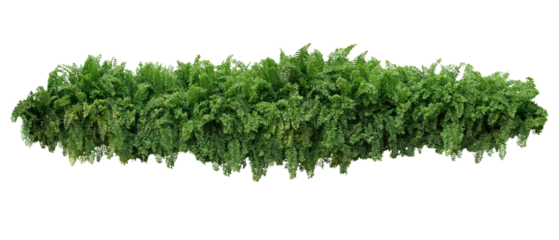 Tropical foliage plant bush cascading Fishtail fern or forked giant sword fern garden shrub plant