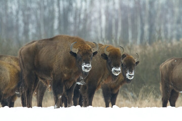 Mammals - wild nature European bison Bison bonasus Wisent herd standing on the winter snowy field North Eastern part of Poland, Europe Knyszynska Forest