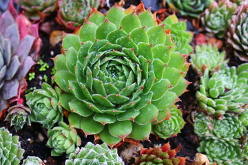 Rojnik Sempervivum SAMADHI 