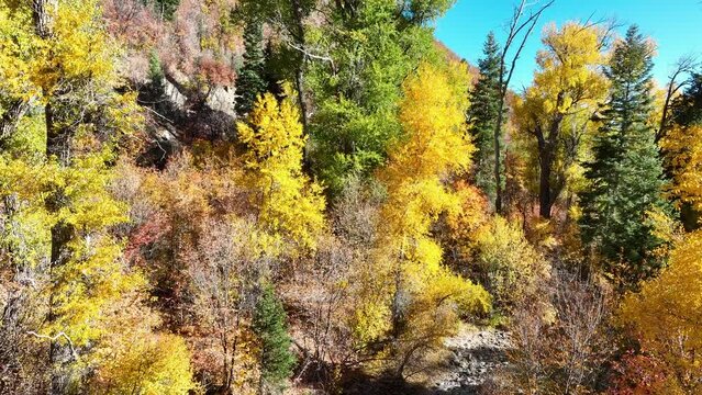 Aerial climb mountain autumn trees Utah. Beautiful season Autumn fall colors in Maple, Oak and Pine mountain forest. Central Utah. Canyon valley and trails. Travel destination.