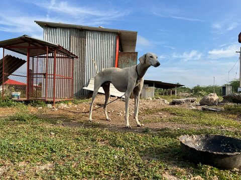 Chippiparai Native Dog