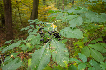 Black fruit among green leaves on a bush in the middle of a wild forest. Day.