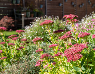 Obraz premium Wildlife friendly suburban garden with pink sedum flowers in a rock garden. Photographed in Pinner, northwest London UK on a bright day in autumn.