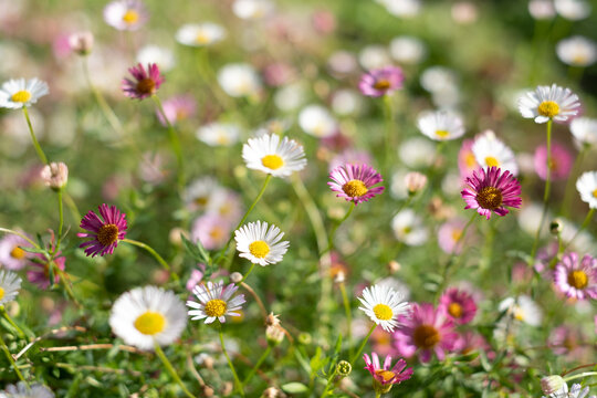 Close up of Mexican daisies, also called Cornish daisies or erigeron, with white petals and yellow centres. Before they open up they are pink. The flowers attract bees and butterflies. 