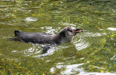 The Humboldt penguin (Spheniscus humboldti) swim in a water